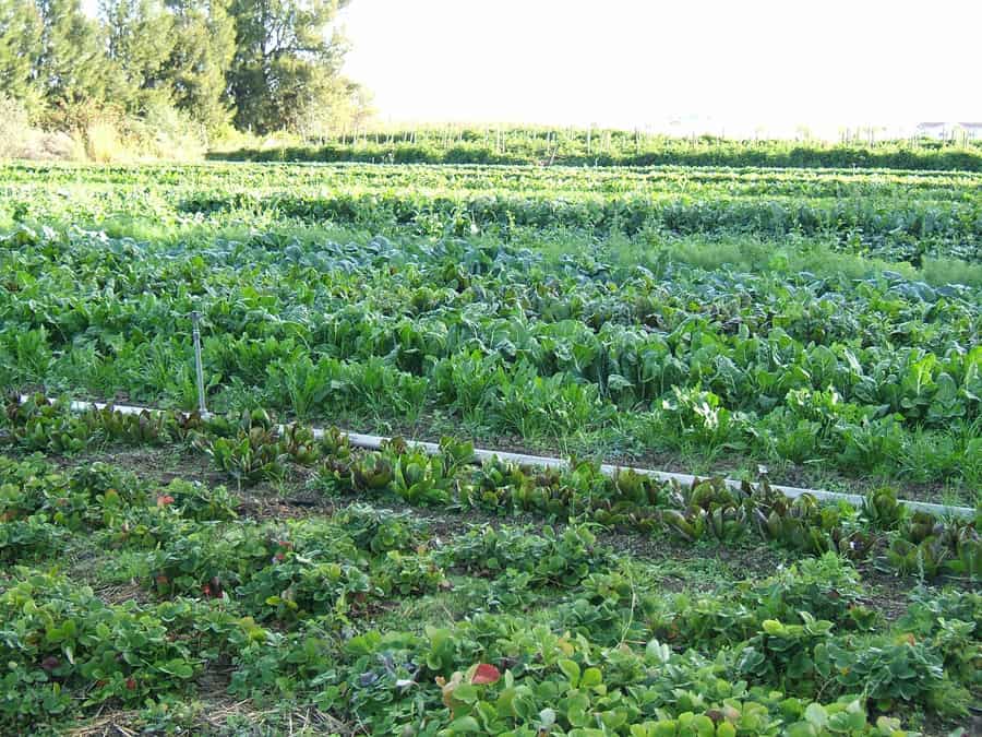 Image of organic agriculture from hajhouse - Wikipedia